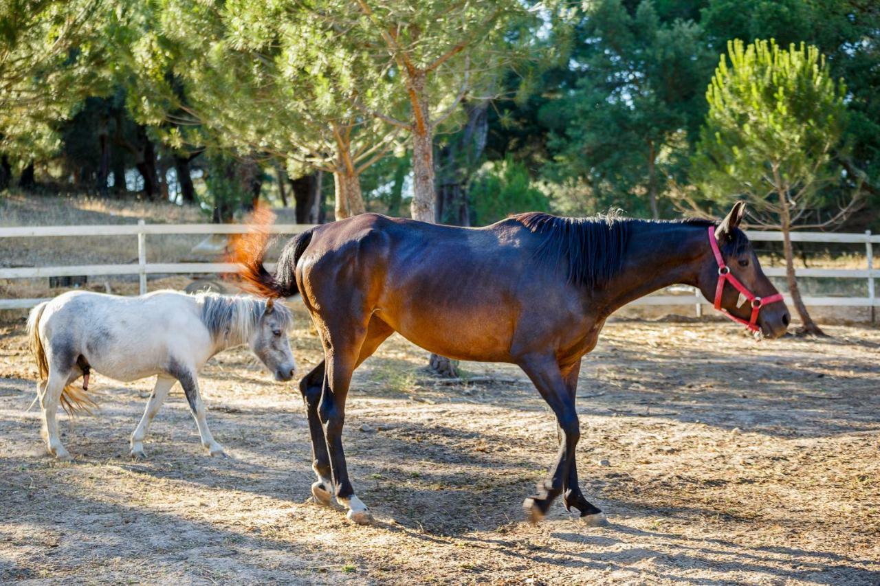 Herdade Da Granja Nova Монтаржил Екстериор снимка